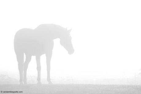 Paard in de mist