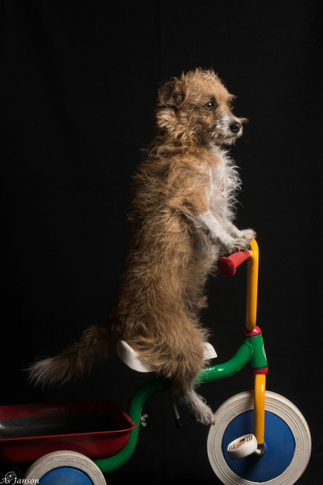 ja hoor... mijn hond op een fietsje