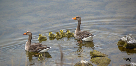 Grauwe Gans koppel met jongen