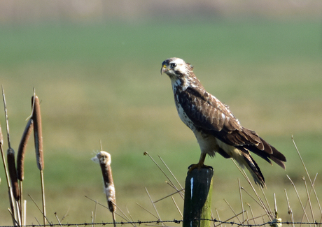 Buizerd