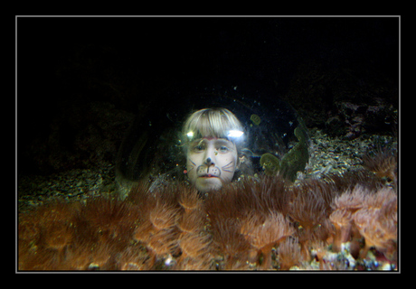 Poesje in het water