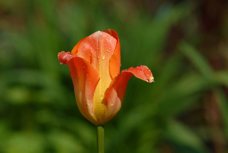 Orange tulip