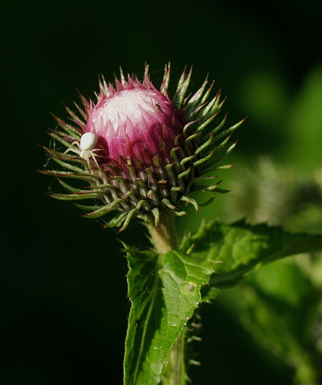 Distel met Krabspin