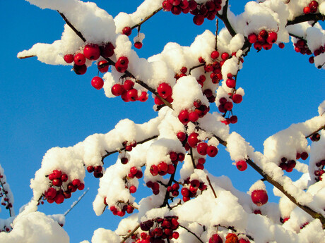 rood, wit, blauw