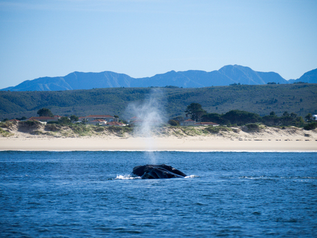Whale watching in Mossel Bay