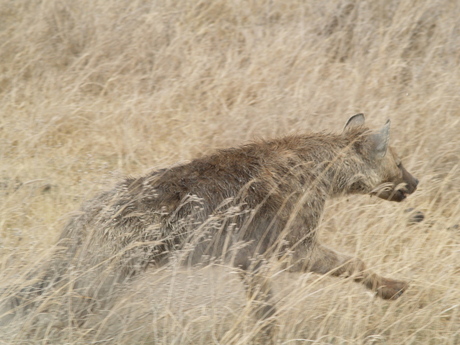 Hyena