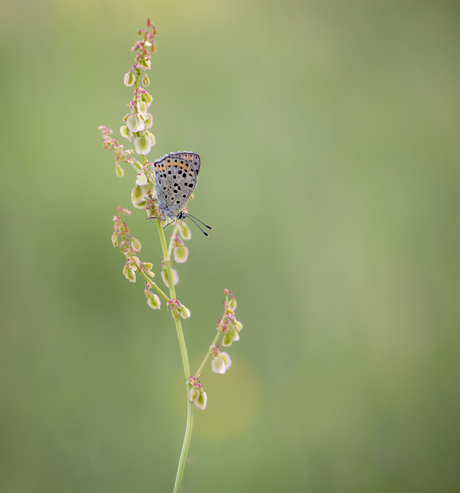 Lycaena tityrus