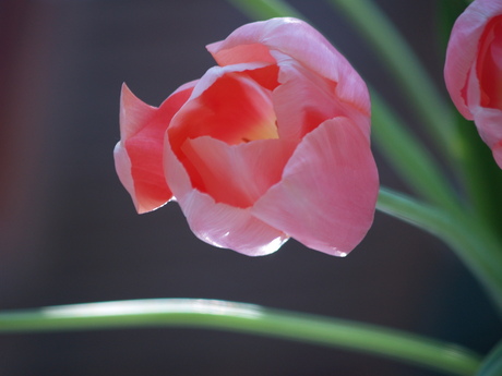 Tulp in late avondzon