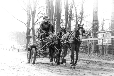 Kijken naar de kont van het paard