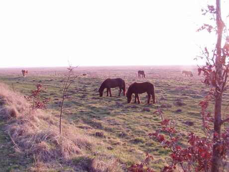 Paarden tegen-licht