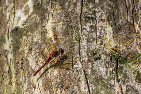 Libelle