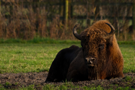 Wisent in natuurpark Lelystad