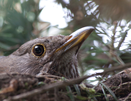 Merel op haar nest - foto van sunview - -