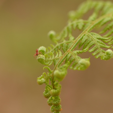 spinnetje