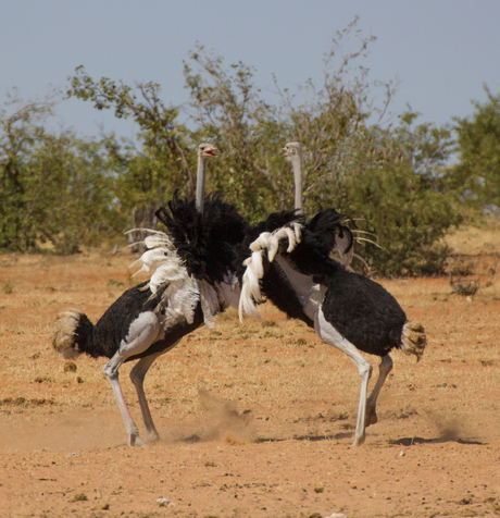 Rivaliserende struisvogelmannetjes