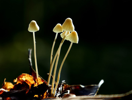 Draadsteelmycena's ( Mycena filopes )