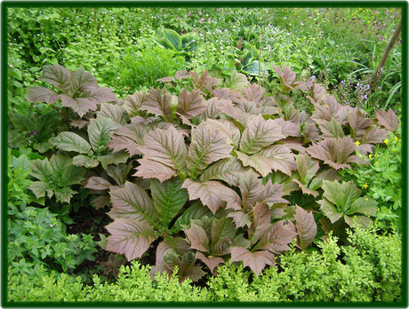 "Domies Toen" botanischetuin.