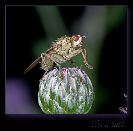 Zitten op een bal