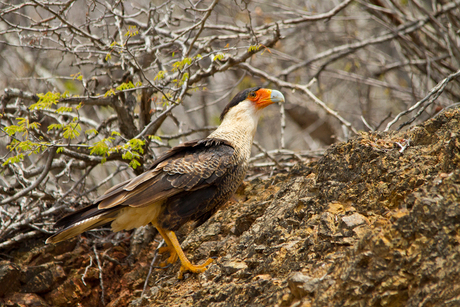 Noordelijke Kuifcaracara (Curaçao)