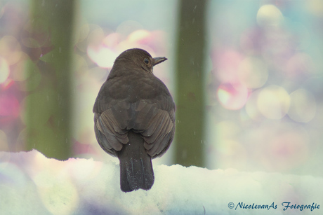 Colorfull Snow