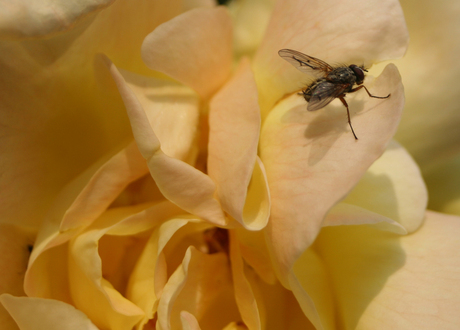 Fly on yellow flower