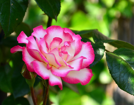 Rosa ´Händel'