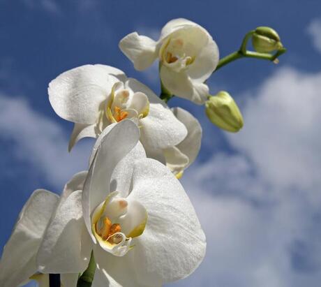 Orchidee