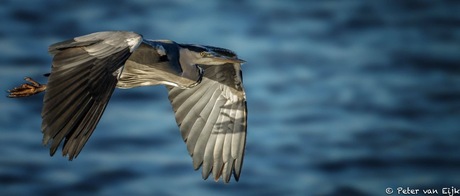 Blauwe Reiger II