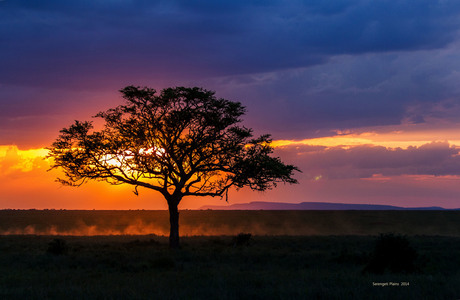 Serengeti Plains - Tanzania