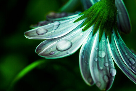 raindrops