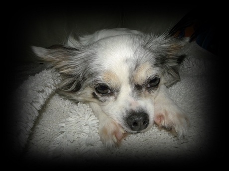 Mijn Chihuahua Lisa heeft een héééééééél zwaar leven.....