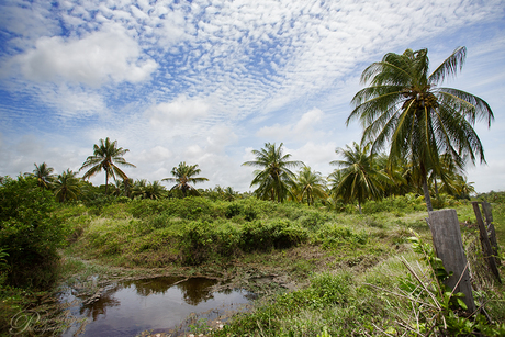 Suriname