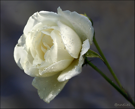 witte roos .