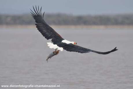 African Viseagle