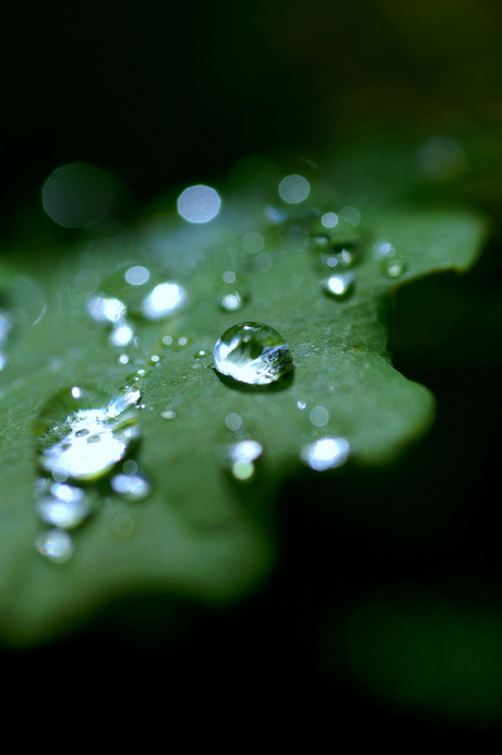 drops