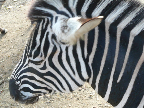 Bliij met mijn strepen?