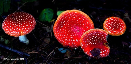 Twinkle, twinkle, little star.....