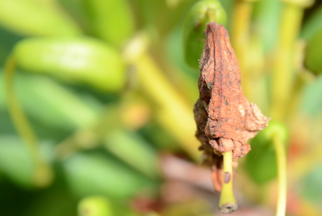 Uitgebloeide Rhododenderon