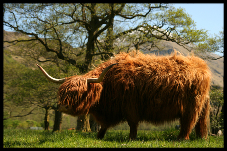 Highland cattle - Upclose