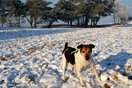 Winters weer in de mooie duinen van Udenhout_2009