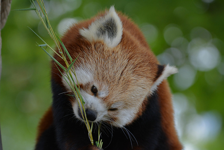 Kleine Panda