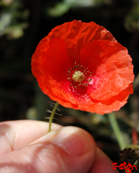 Flower in a Hand