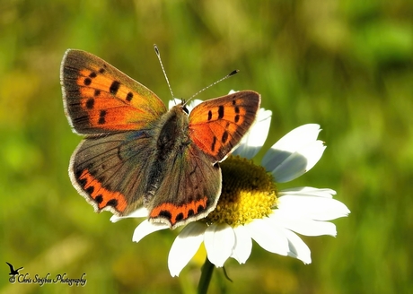 Kleine Vuurvlinder