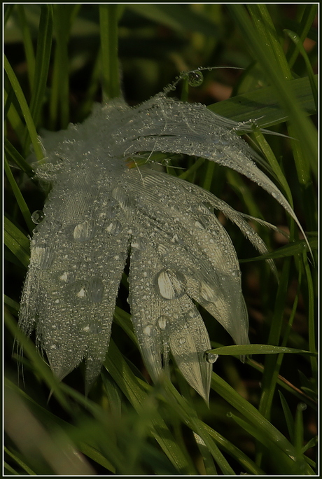 Feather light