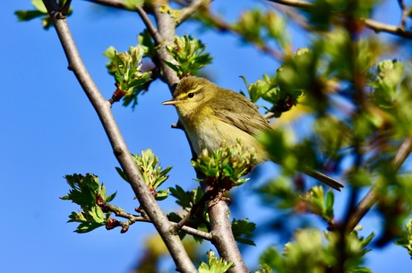 Je hoort ze overal nu ..