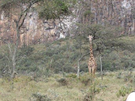 Amazing giraffe