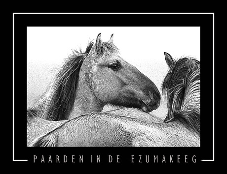 paarden in de ezumakeeg