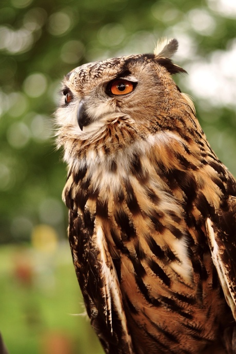 The orange eyes of an owl