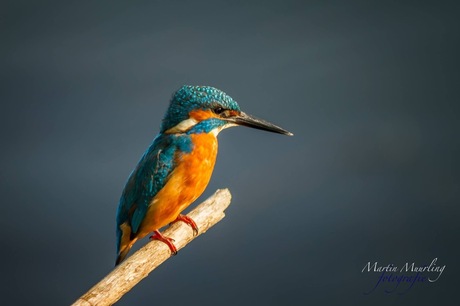 De ijsvogel