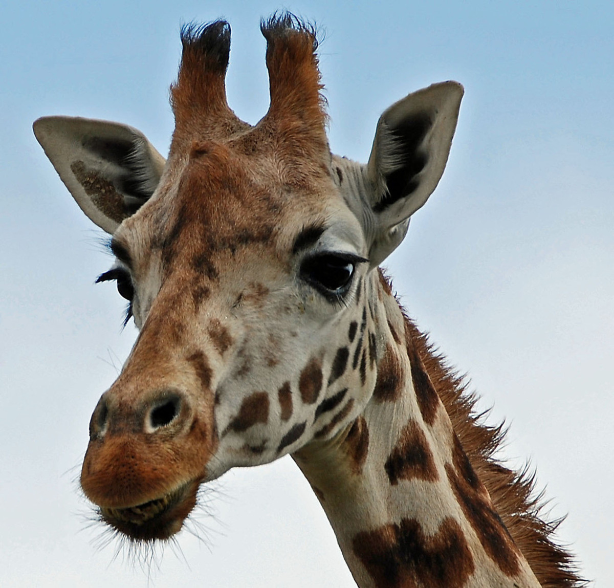 giraf - foto corinnec - Dieren - Zoom.nl